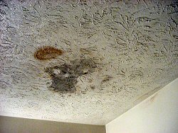 Visible Signs of Mold